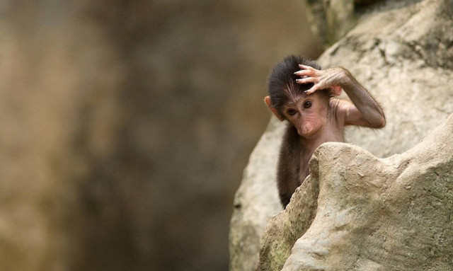 Καταδίωξη... μπαμπουίνου στη Δανία
