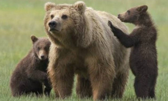 Γειτονιά υπό «ομηρία» λόγω... αρκούδων