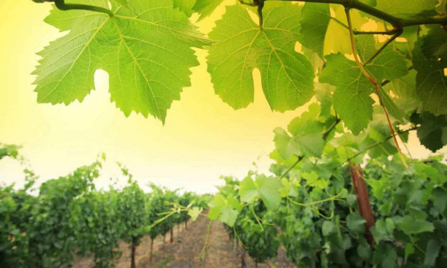 Υπόμνημα για τον ειδικό φόρο στο κρασί στον Τσακαλώτο