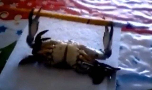 Απίστευτο βίντεο: Δείτε τον κάβουρα μπόντιμπιλντερ που σηκώνει… βάρη!