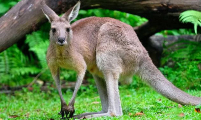 Αυστραλία: Τζιχαντιστές σχεδίαζαν τρομοκρατικό χτύπημα με... καγκουρό