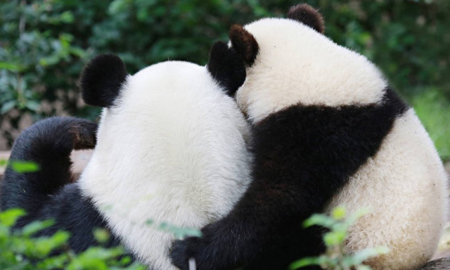 Αυτή είναι η καλύτερη δουλειά του κόσμου: Πληρώνουν αδρά για να αγκαλιάζεις… (video)