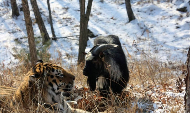 Άδοξο τέλος στη φιλία του (τίγρη) Αμούρ και του άτακτου (τράγου) Τιμούρ (video)