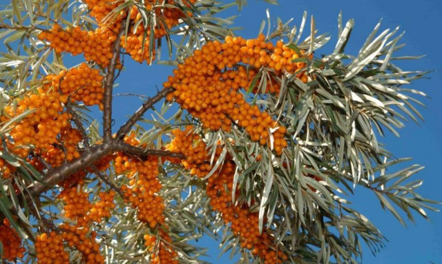 «Χρυσωρυχείο» η καλλιέργεια ρώσικων ποικιλιών ιπποφαούς