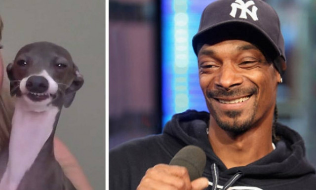 Απίστευτο: Ζώα που έχουν ομοιότητες με παγκόσμιες προσωπικότητες (photos)