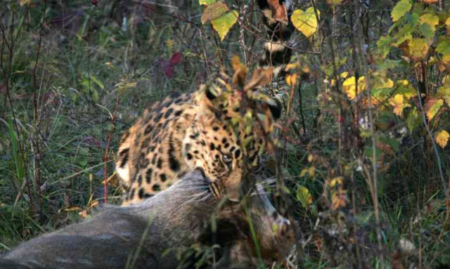 Από την παγίδα στην ελευθερία: Η συγκινητική ιστορία μίας μικρής λεοπάρδαλης (videos)