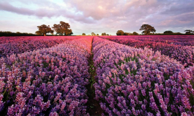 Οι «μαγικές» ιδιότητες της λεβάντας