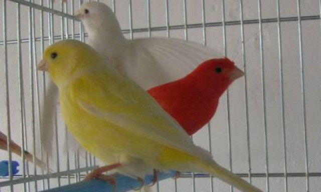 Πάτρα: Συνελήφθη 32χρονος για κλοπή 70 καναρινιών μέσα από κατάστημα