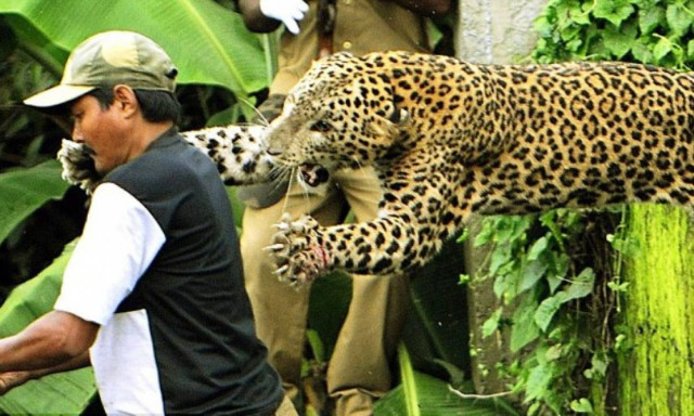 Τρόμος σε ινδικό σχολείο: Λεοπάρδαλη εισβάλλει και τραυματίζει 4 ανθρώπους (vids)