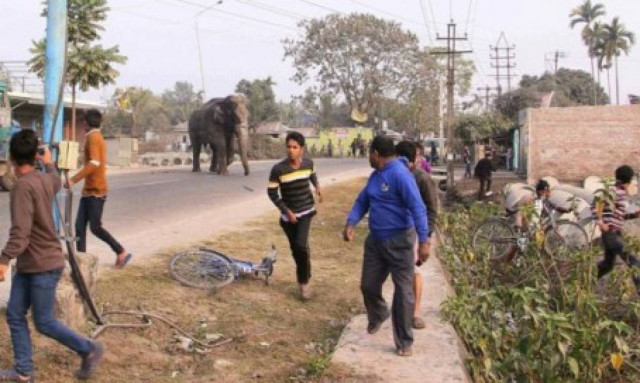 «Τραμπούκος» ελέφαντας σπέρνει τον πανικό και ισοπεδώνει 100 σπίτια σε χωριό της Ινδίας (photos)