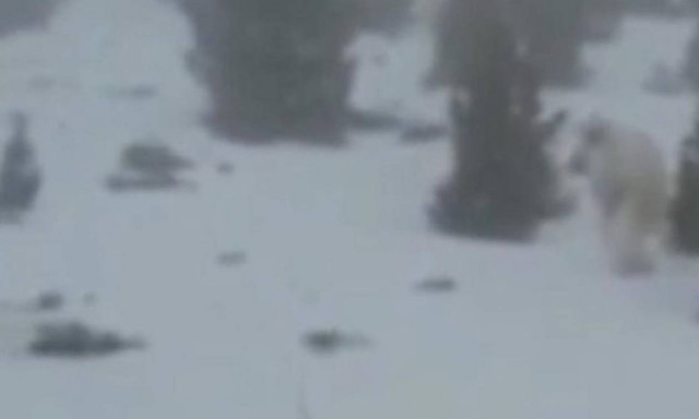 Τρόμος στην Ισπανία: Είναι αυτό το θρυλικό Γέτι; (video)