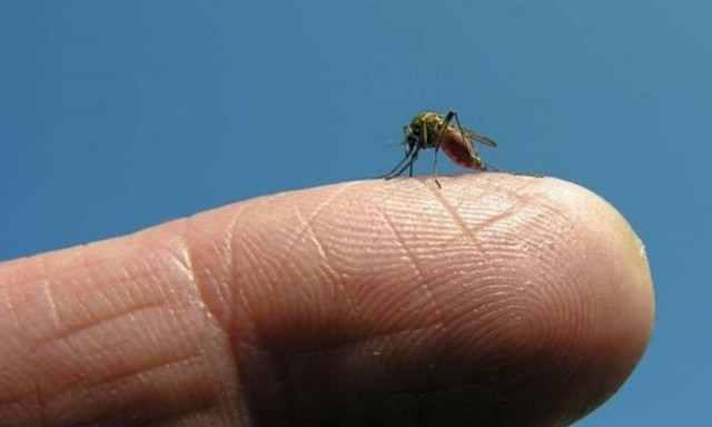 Έγκυος διαγνώσθηκε με Ζίκα στην Αυστραλία