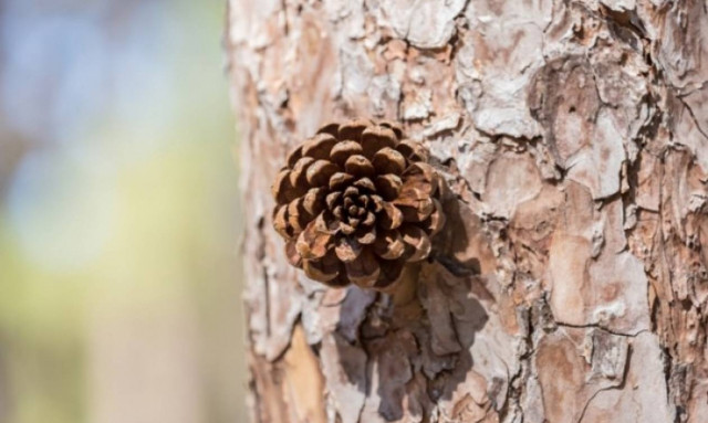 Ποιοι σπόροι κάνουν αποτελεσματική τη δίαιτα