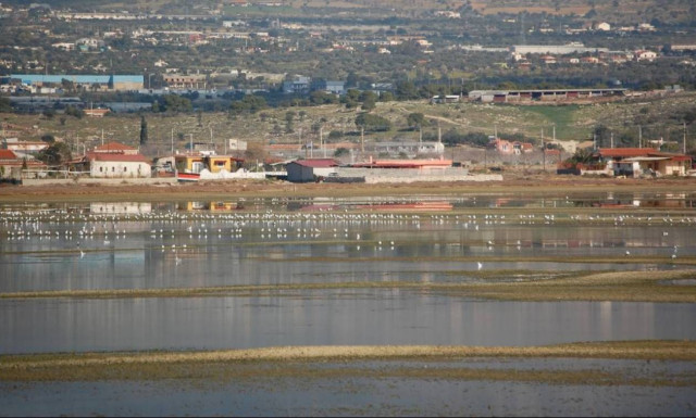 Νοσοκομείο για άγρια ζώα