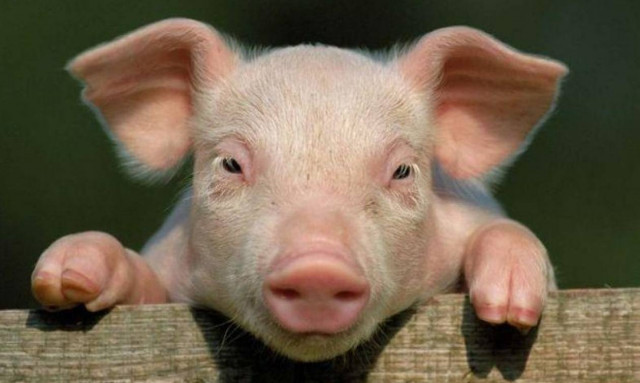 Γεννήθηκε γουρουνάκι με όρχεις αντί για… μάτια! (photo)