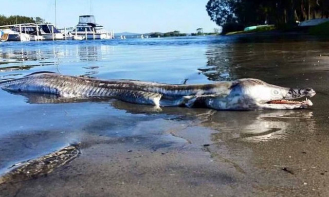 Μυστηριώδες προϊστορικό τέρας ξεβράστηκε σε λίμνη της Αυστραλίας! (photos)