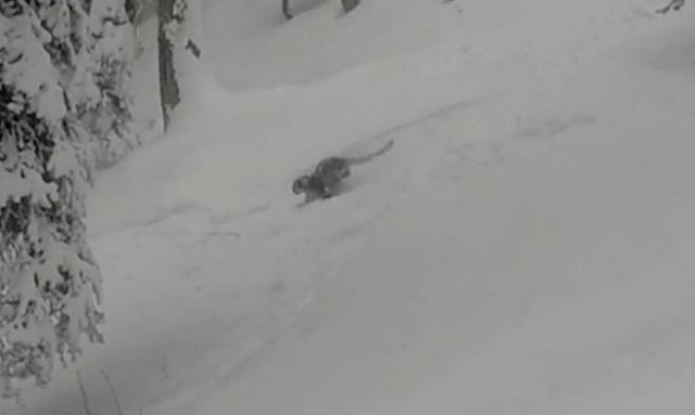 Πήγε η ψυχή του και ήρθε! Σκιέρ είδε ξαφνικά μπροστά του μια σπάνια λεοπάρδαλη! (video)
