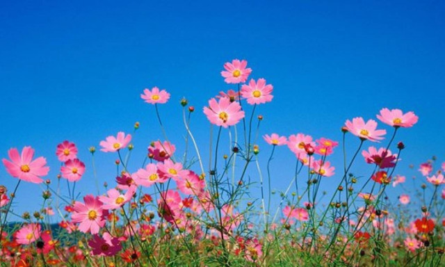 Καιρός να βγάλετε τα ανοιξιάτικα ρούχα - Δείτε πού θα φτάσει ο υδράργυρος τις επόμενες ημέρες