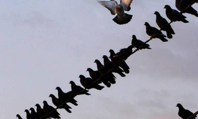 Πληρώνει 2.500 λίρες για να ταΐζει περιστέρια