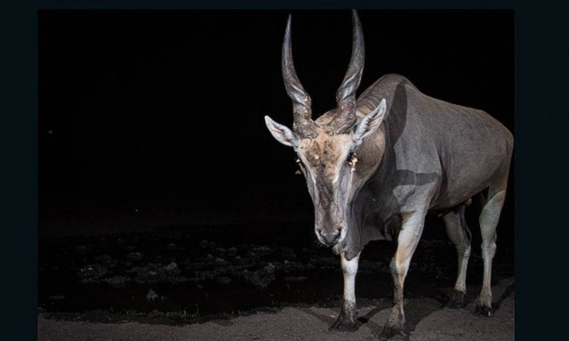 Tι τράβηξε ο paparazzi του ζωικού βασιλείου