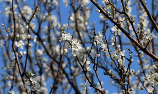 Καιρός: Ανοιξιάτικο το σκηνικό του καιρού το Σάββατο – Πού θα βρέξει