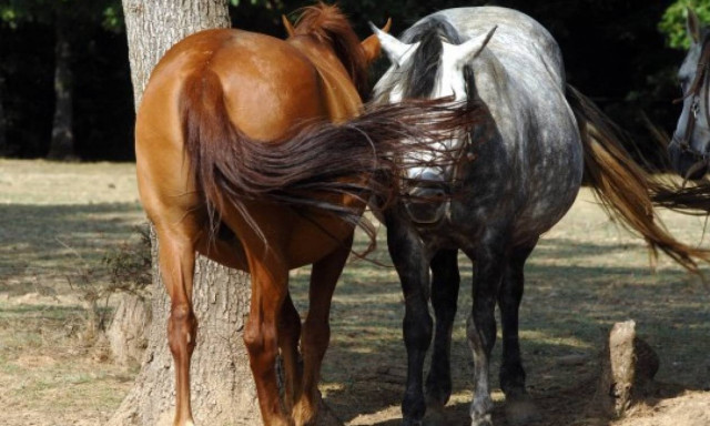 Άλογο τράκαρε με αυτοκίνητο στην Μακρακώμη