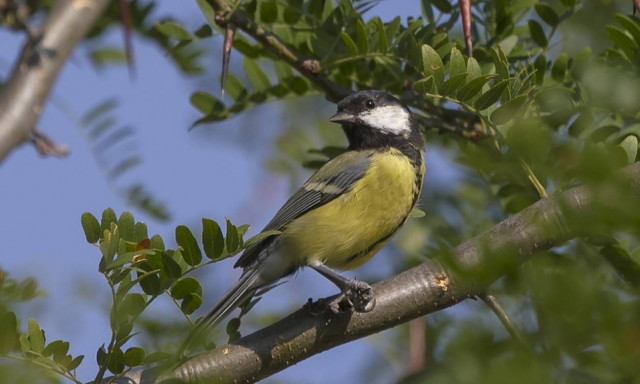 Ναύπακτος: Σύλληψη 59χρονου για κυνήγι άγριων πουλιών