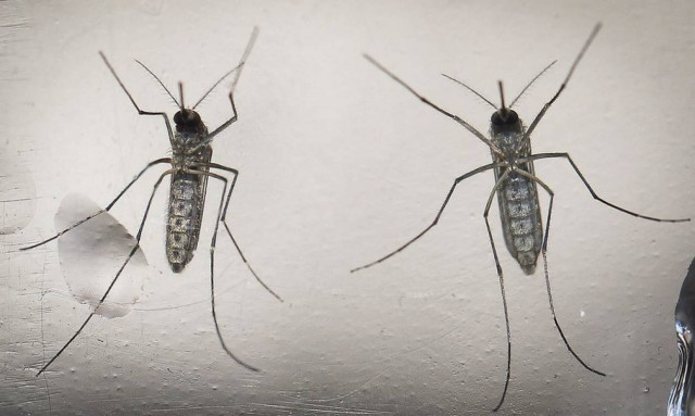 ΚΕΕΛΠΝΟ: Νέες οδηγίες και μέτρα προστασίας από τον ιό Ζίκα