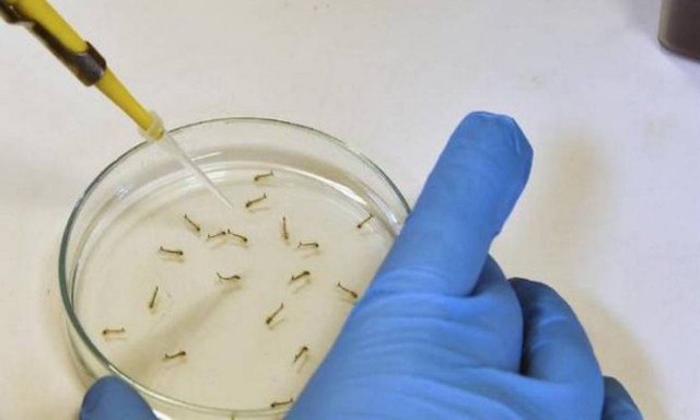 Πρώτο κρούσμα του ιού Ζίκα στη Σλοβακία