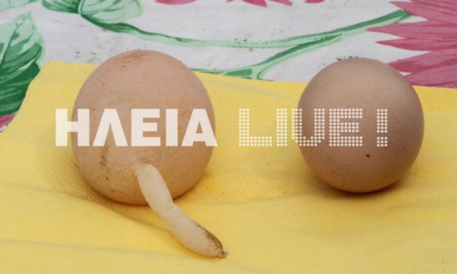 Ηλεία: Το αυγό που κάνει θραύση στο Διαδίκτυο–Έμειναν με το στόμα ανοιχτό με αυτό που είδαν (video)