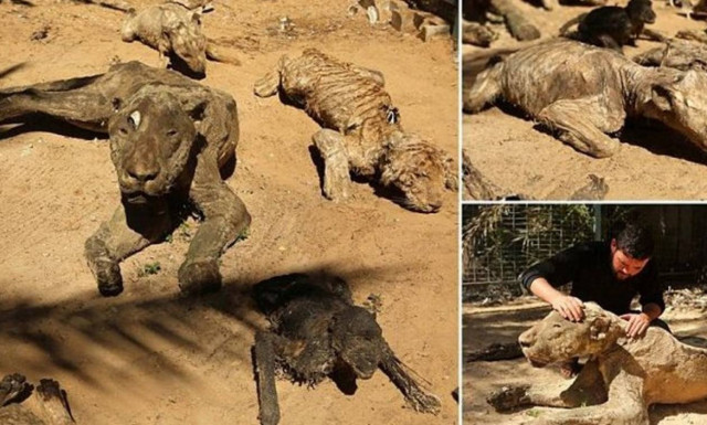 Ο πιο τρομακτικός ζωολογικός κήπος του κόσμου: Άγρια ζώα δίπλα σε κουφάρια (videos+photos)