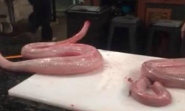 Φίδι – ζόμπι: Το πιο σοκαριστικό βίντεο που κυκλοφορεί στο Διαδίκτυο