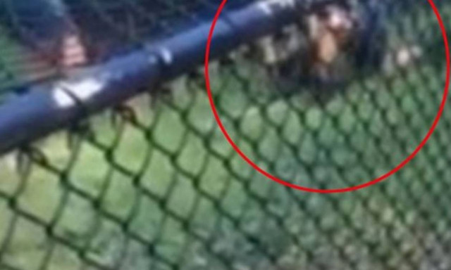 Ουρλιαχτά σε καταφύγιο άγριων ζώων: Φύλακας στα σαγόνια κροκόδειλου! (video)