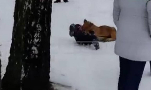 Ο απόλυτος τρόμος στα μάτια ενός αγοριού:  Το άρπαξε λιοντάρι από το λαιμό! (video)