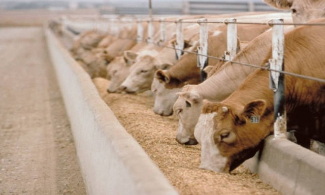 Προϊόντα 100% φυτικής προέλευσης, διαθέτει σε 25 ελληνικές φάρμες πιλοτικά η ΕΛΒΙΖ