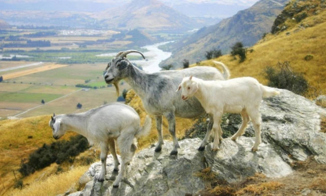 Νέα Ζηλανδία: Τετράποδη… συμμορία καταστρέφει κήπους και αυλές!