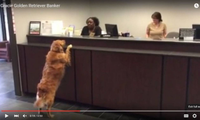 Gracie: Ο πιο παράξενος πελάτης τράπεζας στον κόσμο