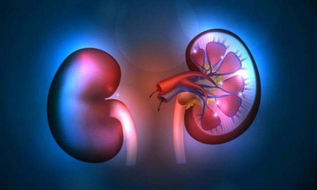 Νεφροκυτταρικός καρκίνος: Η διατροφή που αυξάνει τον κίνδυνο