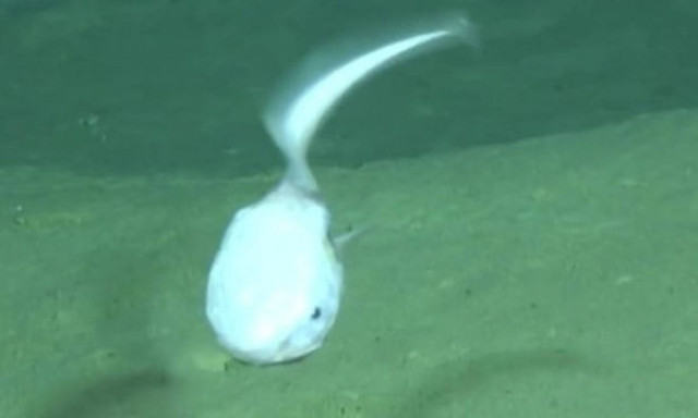 To τρομακτικό «εξωγήινο» ψάρι με το πιο περίεργο και ελληνικό όνομα που έχετε ακούσει ποτέ! (video)