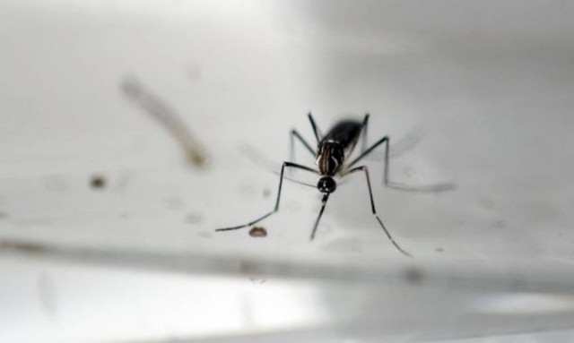 Στο 1% η πιθανότητα γέννησης μωρού με μικροκεφαλία λόγω του ιού Ζίκα