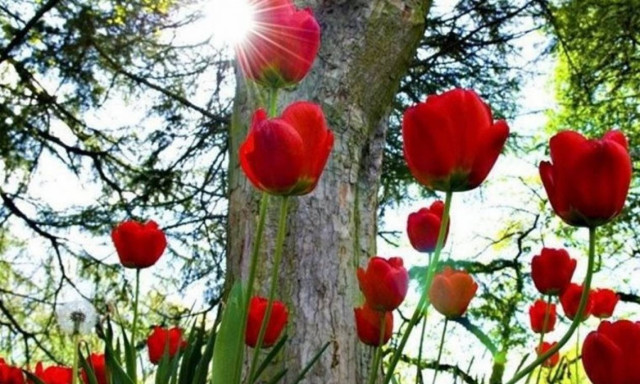 Eαρινή ισημερία: H Google γιορτάζει με doodle την πρώτη ημέρα της Άνοιξης