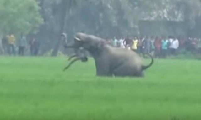 Σκληρές εικόνες: Άντρας βρήκε τραγικό θάνατο από επίθεση ελέφαντα (vid)