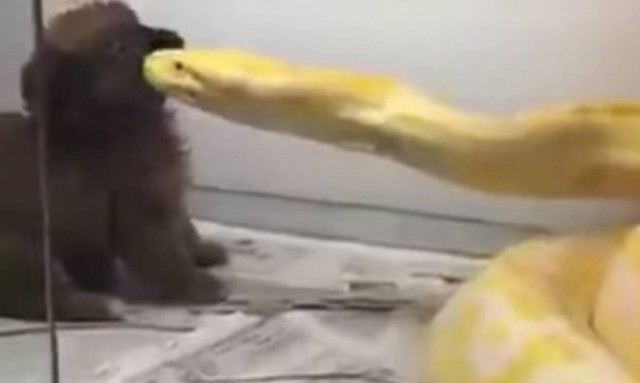 Σάλος στο διαδίκτυο με το βίντεο της φρίκης: Τάισαν πύθωνα με ζωντανό κουταβάκι!