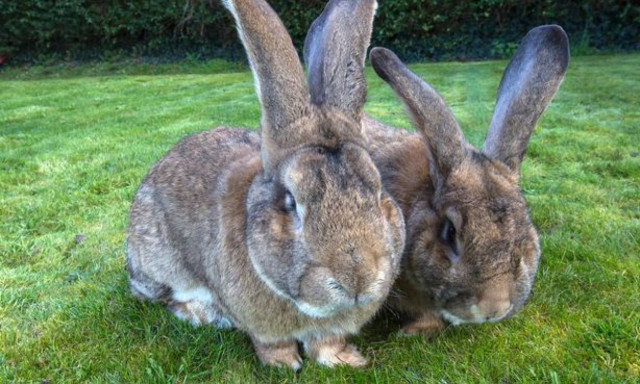Αυτό είναι το μεγαλύτερο κουνέλι του κόσμου (vid+photos)