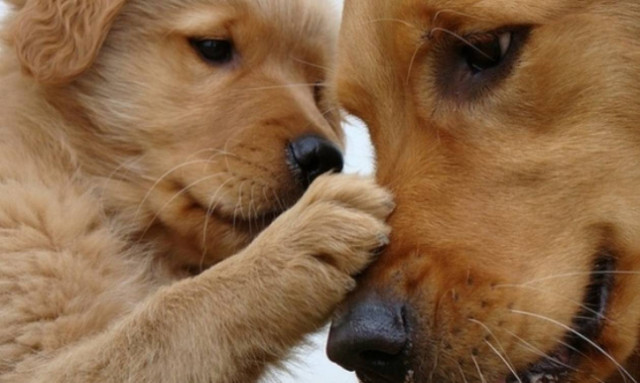 Γιορτή υιοθεσίας για αδέσποτα ζώα στις 3 Απριλίου