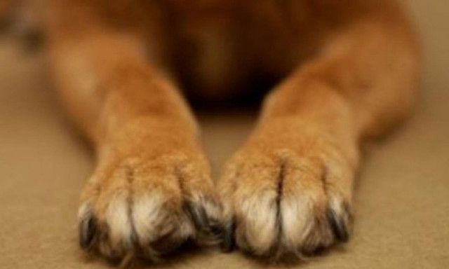 Ιράν: Καταδικάστηκε σε 74 μαστιγώσεις γιατί βασάνισε και σκότωσε σκύλο