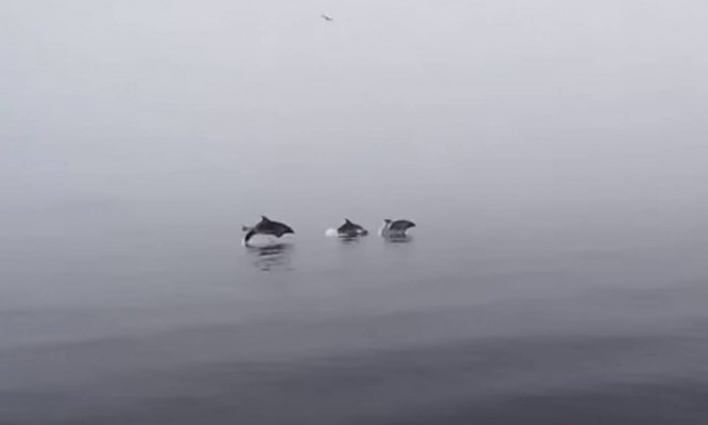 Εύβοια: Απίθανα παιχνίδια δελφινιών στην παραλία των Πολιτικών (vid)
