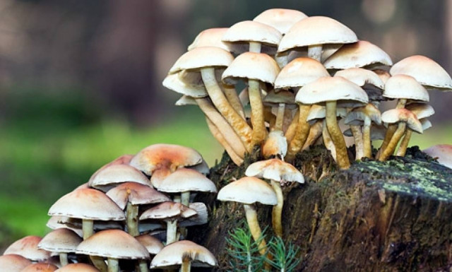 Ηράκλειο: Μανιτάρια έστειλαν στο νοσοκομείο μία οικογένεια - Μάχη για τη ζωή της δίνει 85χρονη