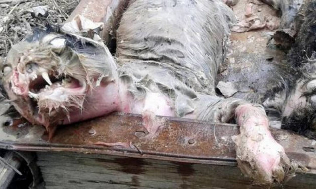 Μυθικά τέρατα αιματοκύλισαν χωριό στο Καζακστάν! Δείτε τι αιχμαλώτισαν και σκότωσαν χωρικοί (video)