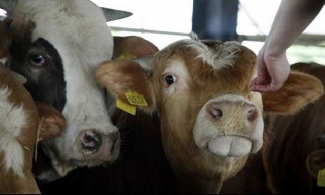 Συναγερμός στις Σέρρες: Επανεμφανίστηκε ο ιός της οζώδους δερματίτιδας